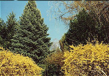 Der Fr�hling war schon da.